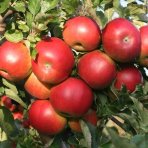 Jabloň domáca (Malus domestica) ´IDARED´ - zimná, výška 120-150 cm, voľnokorenná